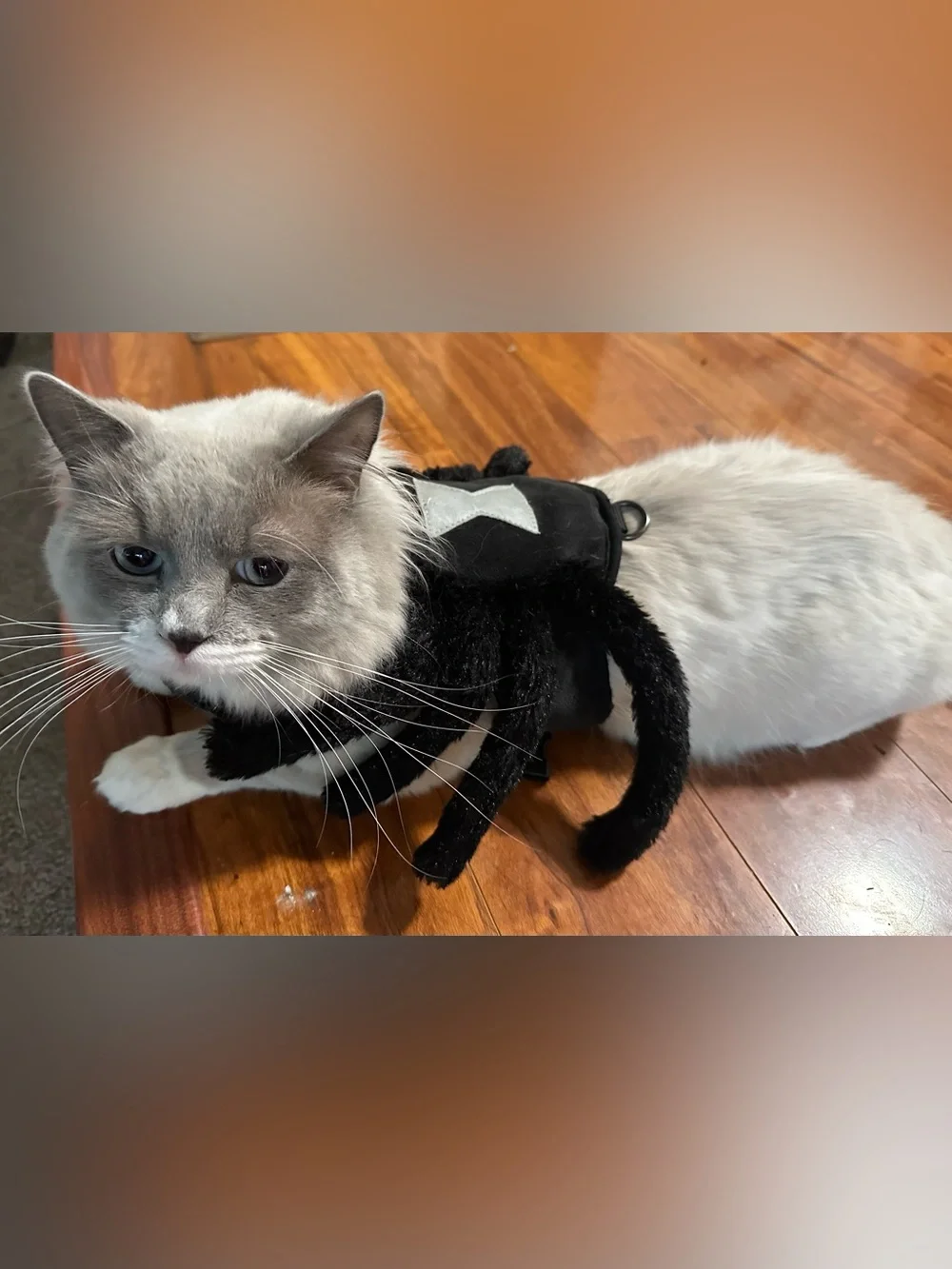 Black Spider Pet Costume - Small